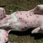 My dog is scratching - Contact Allergy My dog is scratching - Contact Allergy