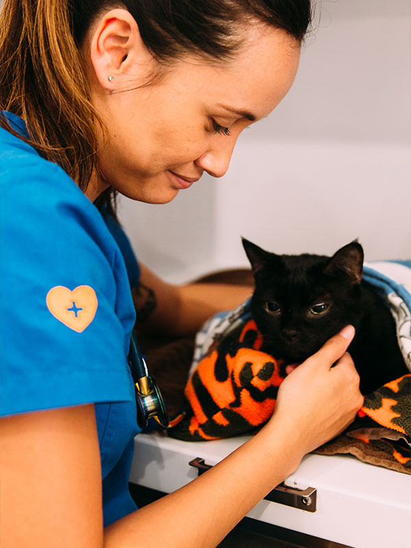 My Local Vet - Veterinary Surgery My Local Vet - Veterinary Surgery