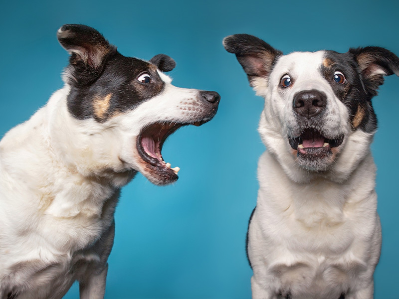 My Local Vet - Pet Behavioural Advice My Local Vet - Pet Behavioural Advice