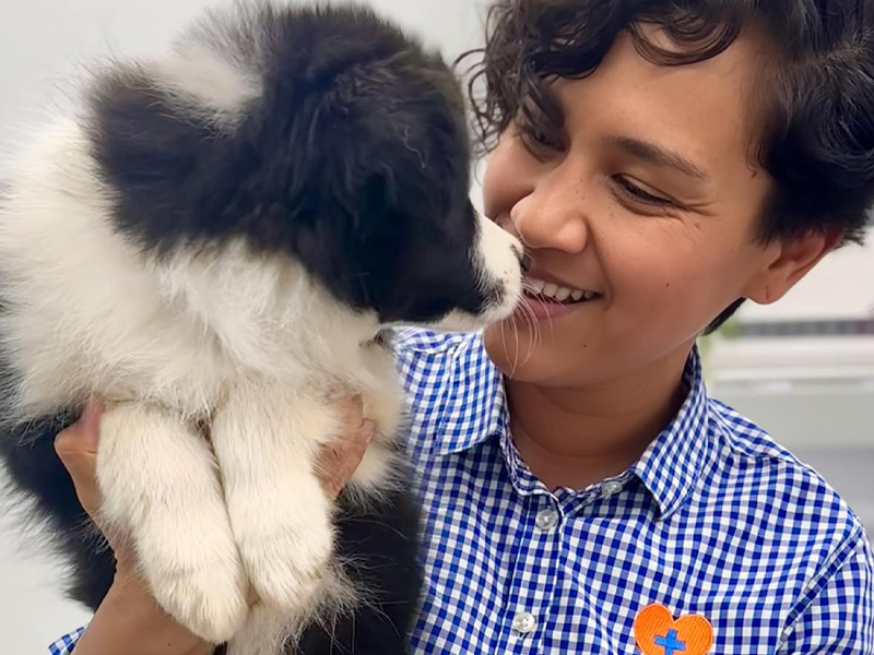 My Local Vet - Puppy Pre-School Capalaba