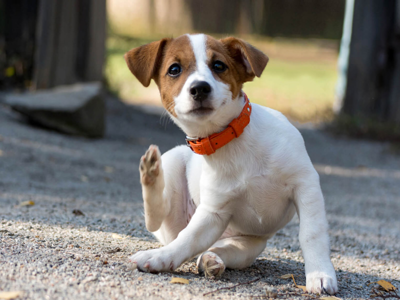 My Local Vet - Storms and Fireworks - Signs of Stress in your Pet My Local Vet - Storms and Fireworks - Signs of Stress in your Pet