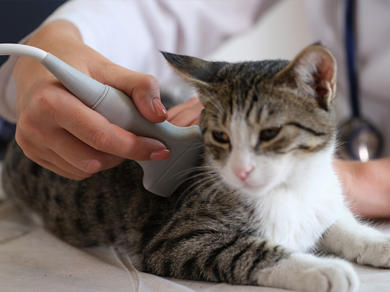My Local Vet - Ultrasound My Local Vet - Ultrasound