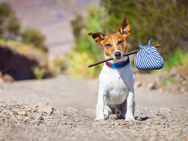 My Local Vet - Microchipping My Local Vet - Microchipping