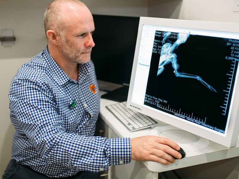 My Local Vet - Radiology and Ultrasound My Local Vet - Ultrasound