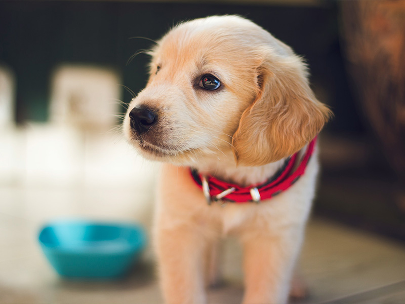 My Local Vet - Early Finish Vaccinations My Local Vet - Early Finish Vaccination Schedule