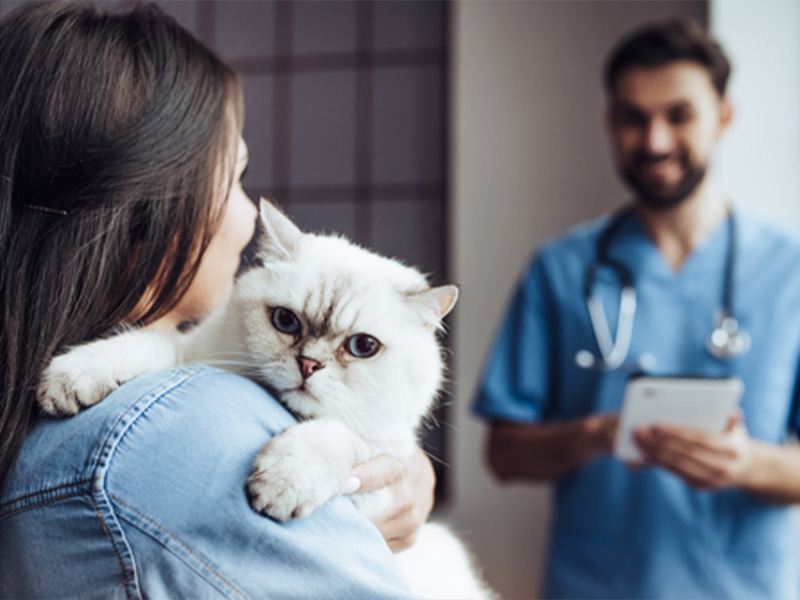 My Local Vet - Specialist Services My Local Vet - Specialist Services