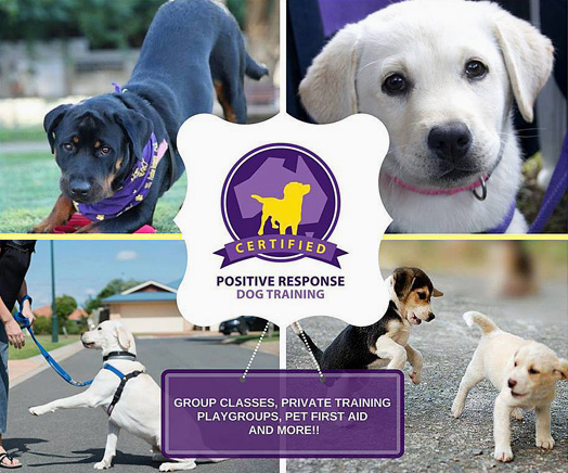 Puppy Pre-School Capalaba