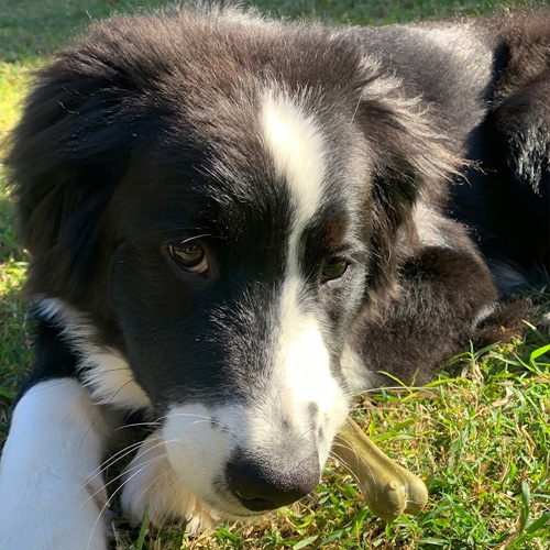 My Local Vet Testimonials - Mandy