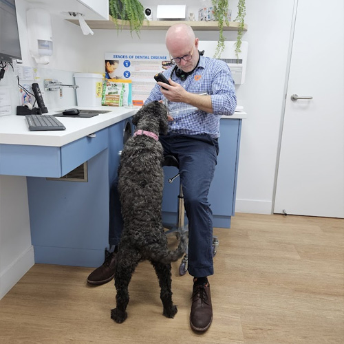 My Local Vet Testimonials - Lesley