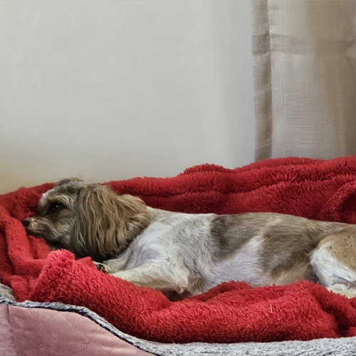 My Local Vet Testimonials - Mandy