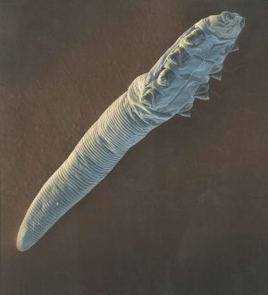 My dog is scratching - Demodex Mite My dog is scratching - Demodex Mite